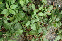 Rubus ursinus