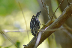 Mniotilta varia