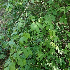 Euonymus verrucosus