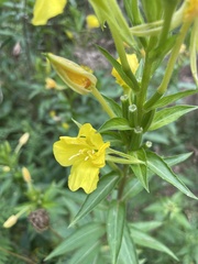 Oenothera villosa