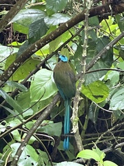 Momotus aequatorialis