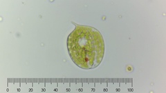 Phacus orbicularis