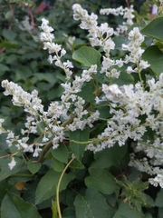 Fallopia