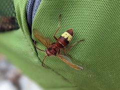 Vespa orientalis