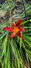 Hemerocallidoideae