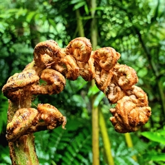 Ptisana salicina