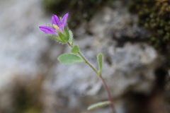 Campanula delicatula