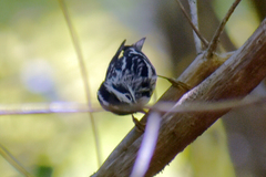 Mniotilta varia