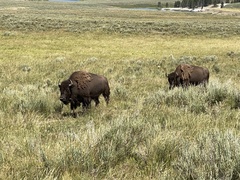 Bison bison
