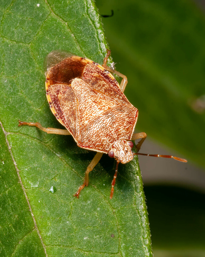 Podisus placidus