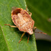 Podisus placidus - Photo (c) Chris O'Donoghue,  זכויות יוצרים חלקיות (CC BY), הועלה על ידי Chris O'Donoghue