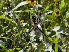 Argiope aurantia