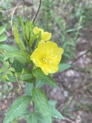 Oenothera villosa
