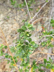 Olea europaea europaea