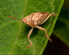 Podisus placidus