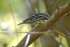 Mniotilta varia