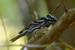 Mniotilta varia