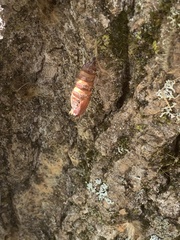 Lymantria dispar