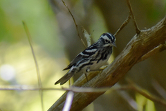 Mniotilta varia