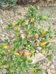 Olea europaea europaea