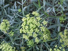 Crithmum maritimum