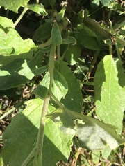 Populus × canescens