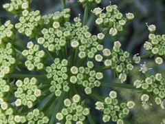 Crithmum maritimum