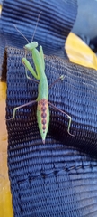 Miomantis