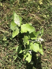 Populus × canescens