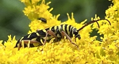 Megacyllene robiniae