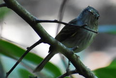 Oncostoma cinereigulare