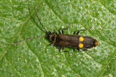 Malthodes marginatus