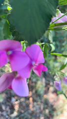 Lathyrus latifolius