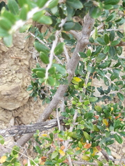 Olea europaea europaea