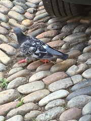 Columba livia domestica