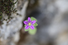 Campanula delicatula