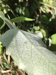 Populus × canescens