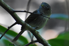 Oncostoma cinereigulare