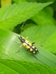 Rutpela maculata