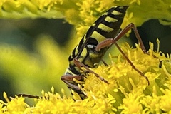 Megacyllene robiniae