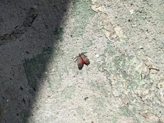 Lycorma delicatula