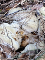 Pseudoinonotus dryadeus