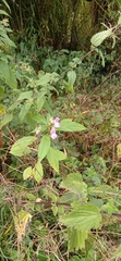Impatiens glandulifera