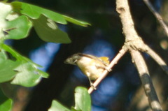 Setophaga castanea