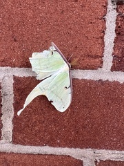 Actias luna
