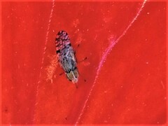 Dioxyna picciola