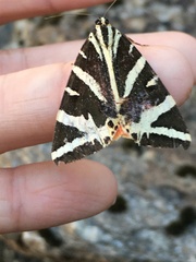 Euplagia quadripunctaria