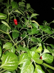 Capsicum chinense