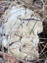 Pseudoinonotus dryadeus