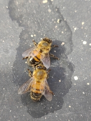 Apis mellifera